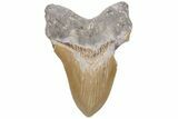 Bargain, Fossil Megalodon Tooth - Sharp Serrations #235140-1